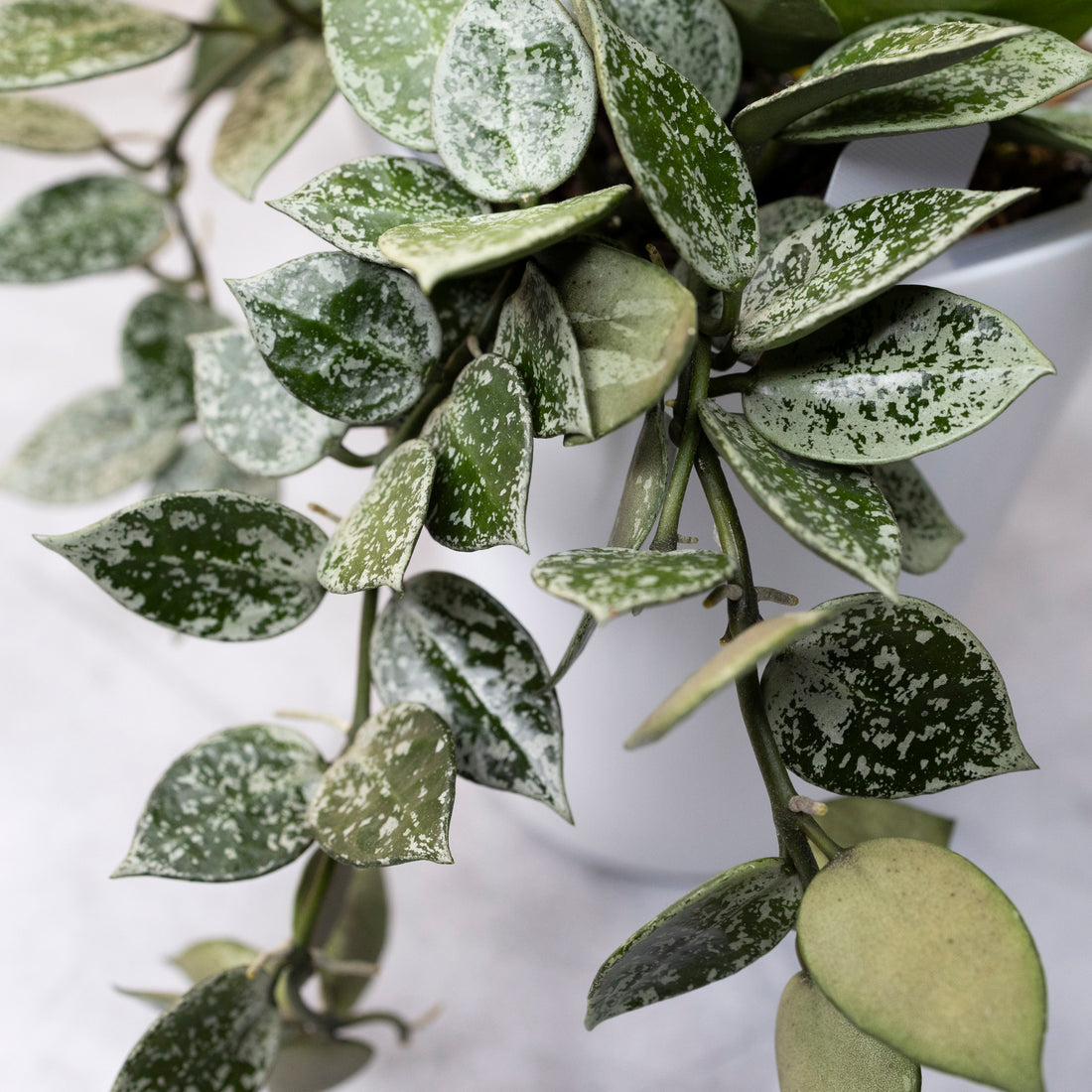 Close-up of a green leafy plant with a white background