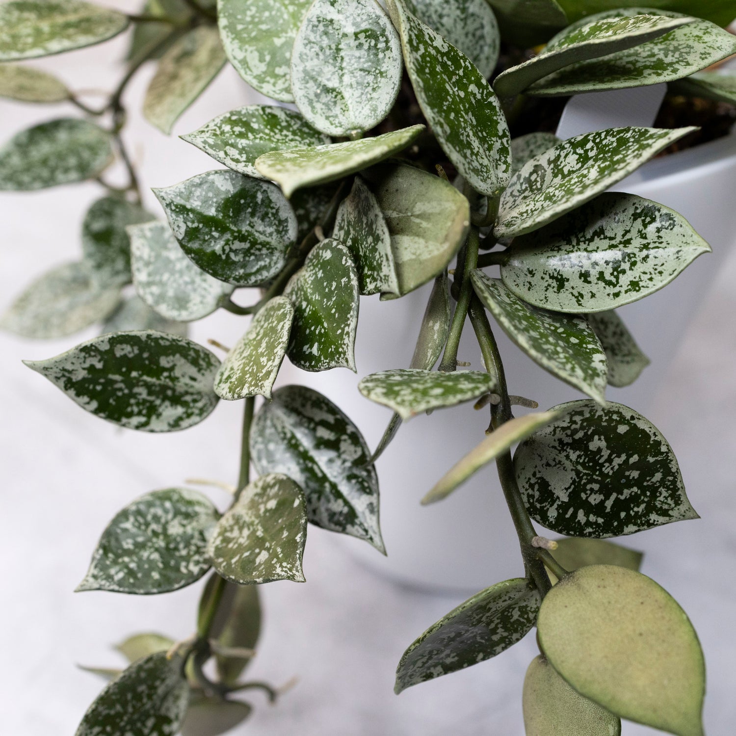 Close-up of a green leafy plant with a white background