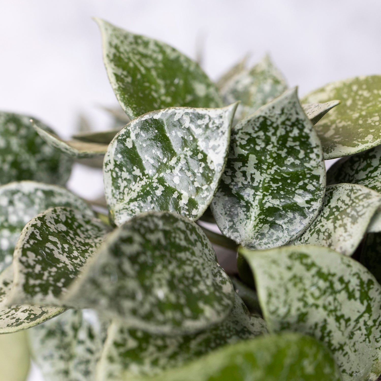 Close-up of a plant with green and white leaves on a blurred background