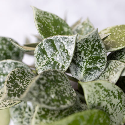 Close-up of a plant with green and white leaves on a blurred background
