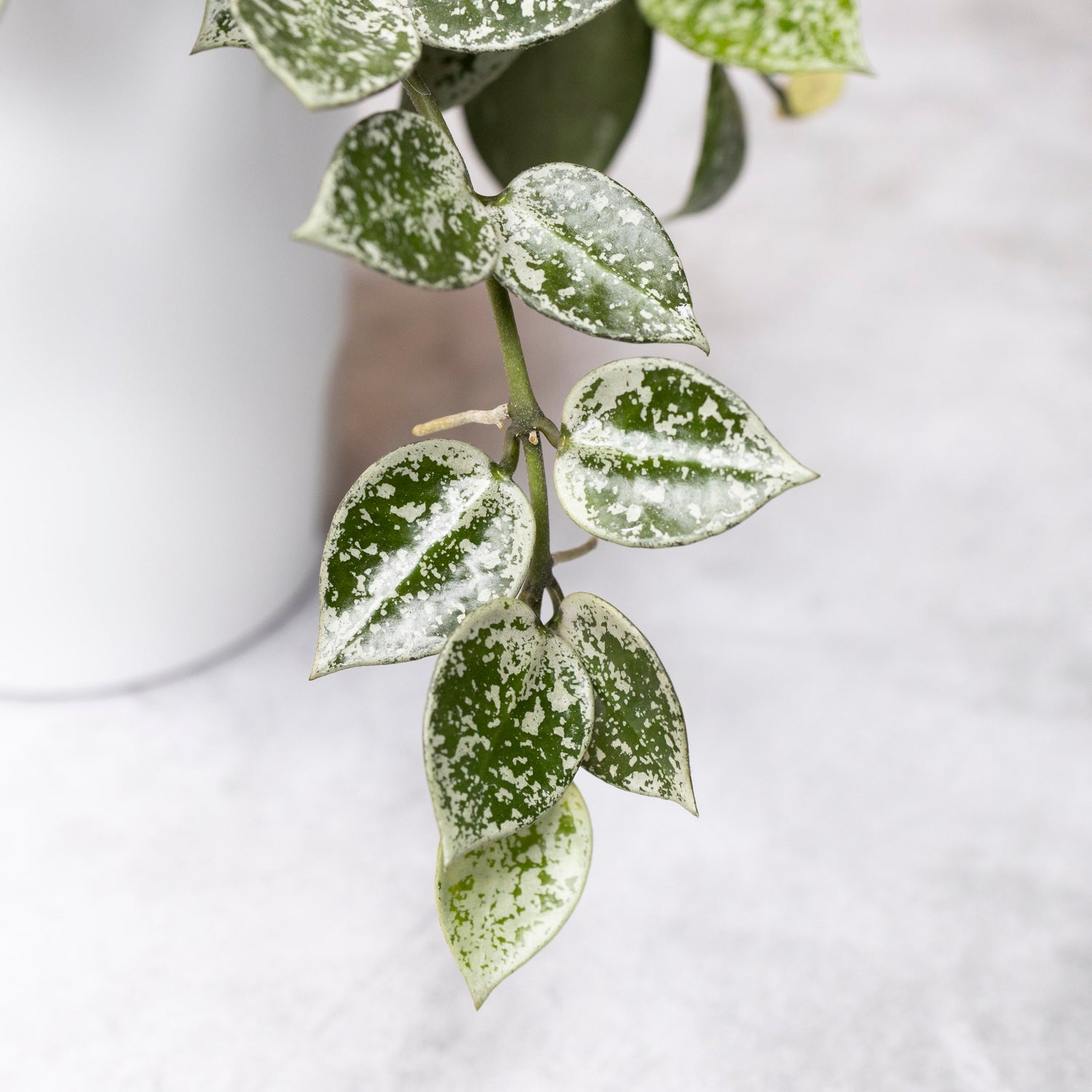 Hoya Lacunosa Gayung