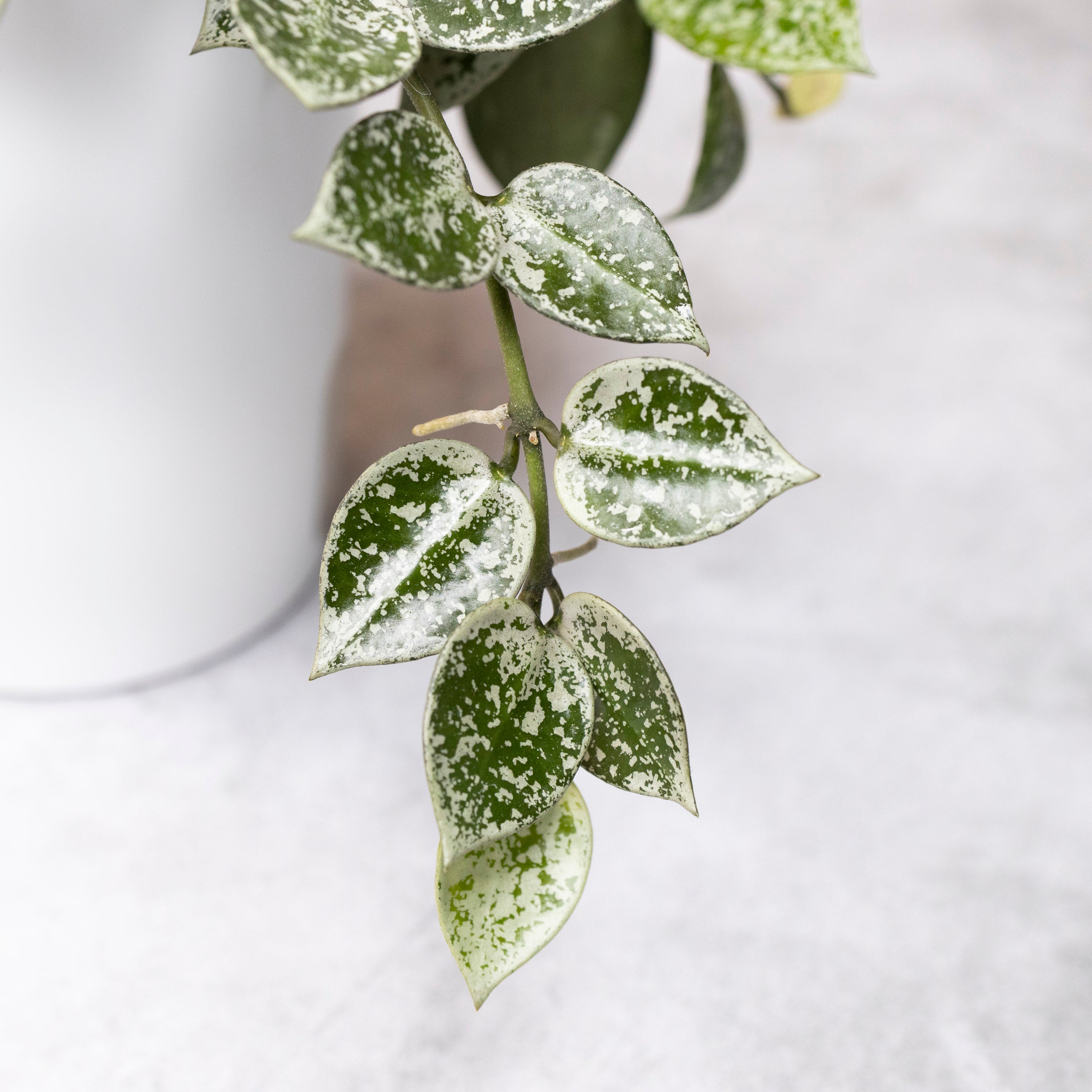 Hoya Lacunosa Gayung