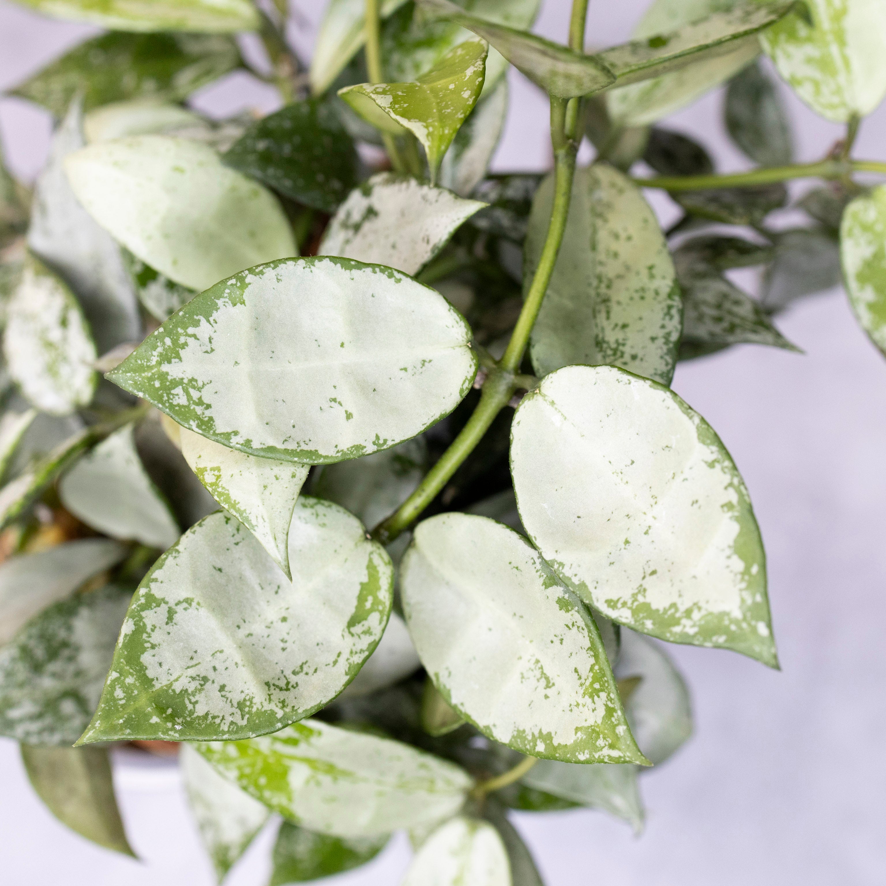 Close-up of a plant with green and white leaves on a light background