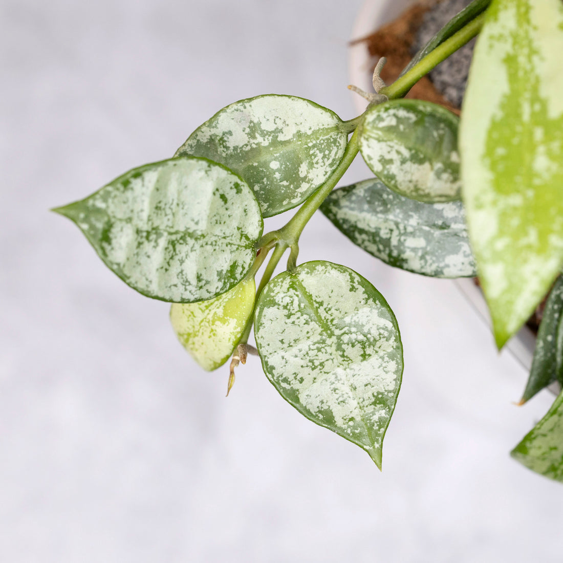 Close-up of a green leafy plant with a white background