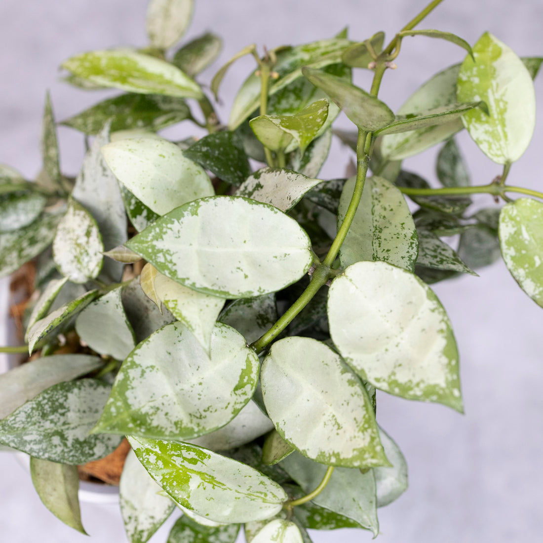 Close-up of a potted plant with green and white leaves on a neutral background