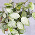 Close-up of a potted plant with green and white leaves on a neutral background