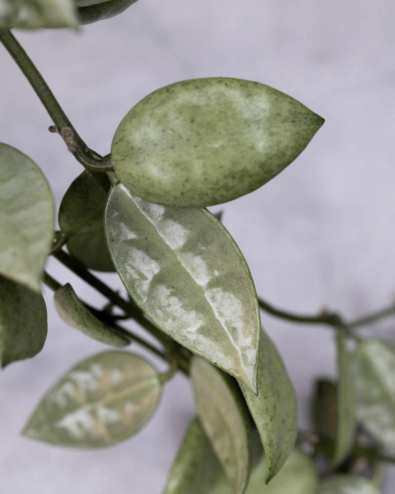 Close-up of green leaves with a blurred background