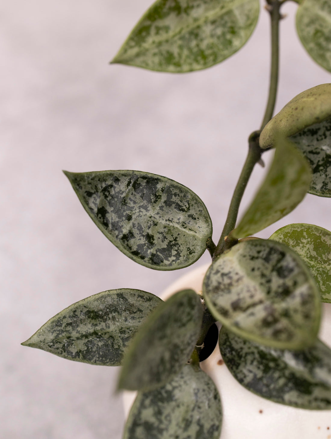 Hoya lacunosa &