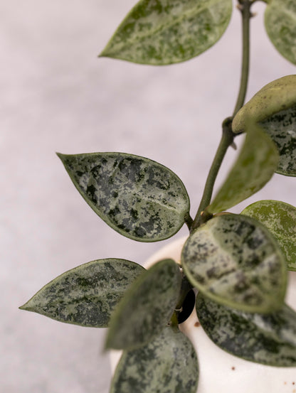 Hoya lacunosa &