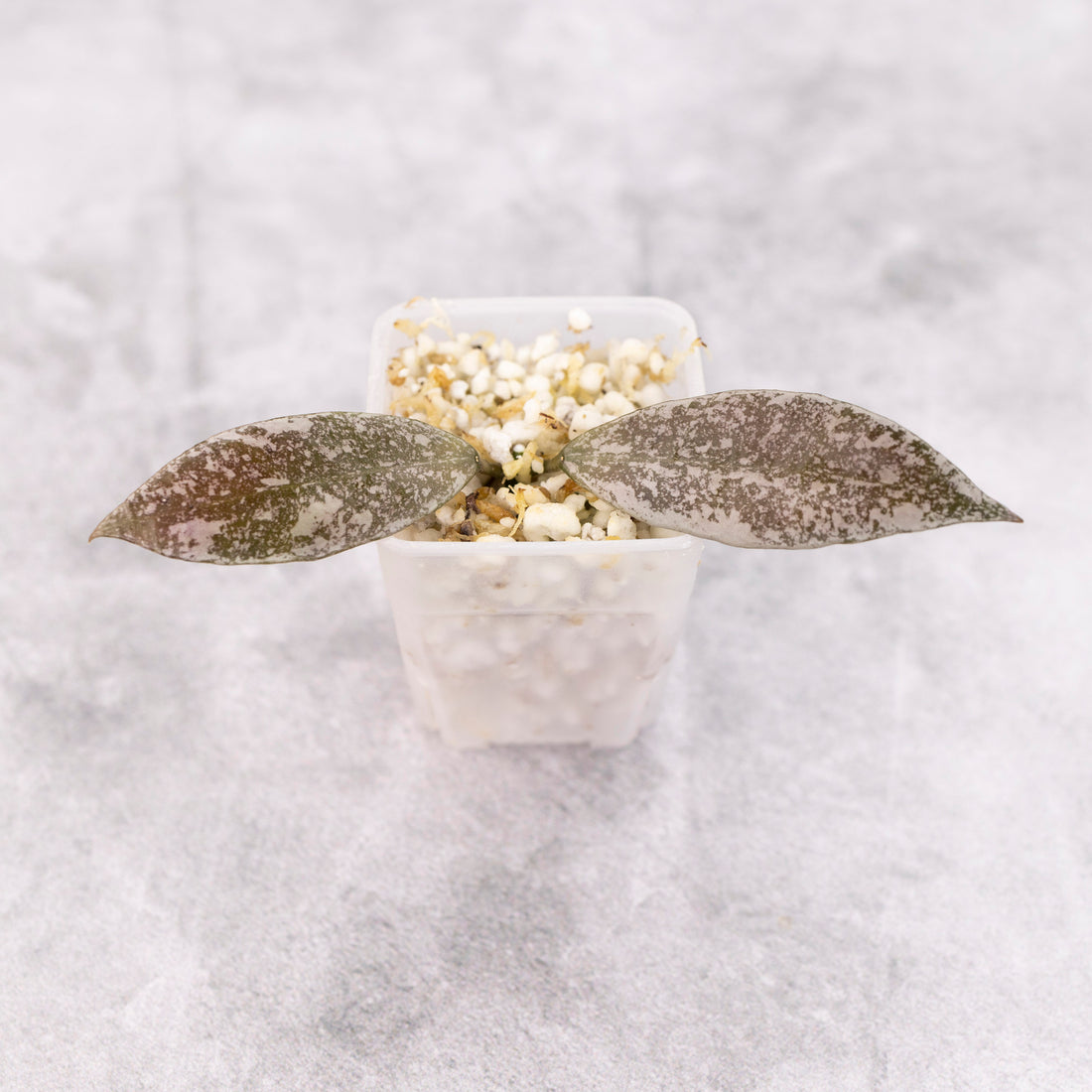 Hoya Lacunosa Laos Splash