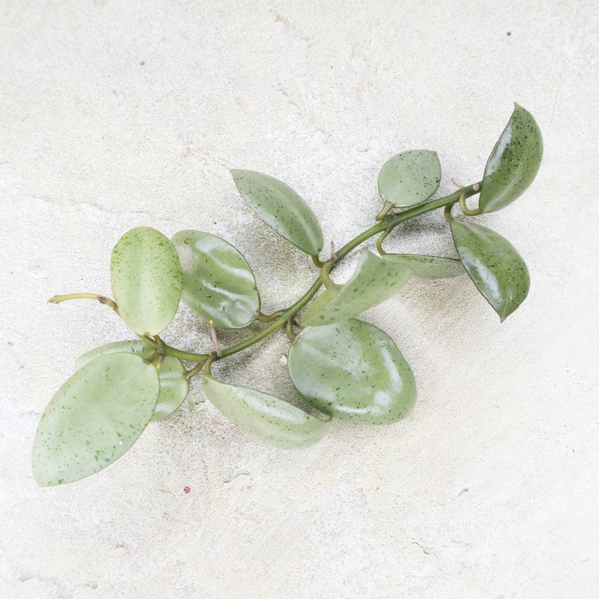 Hoya Lacunosa Mint Coin