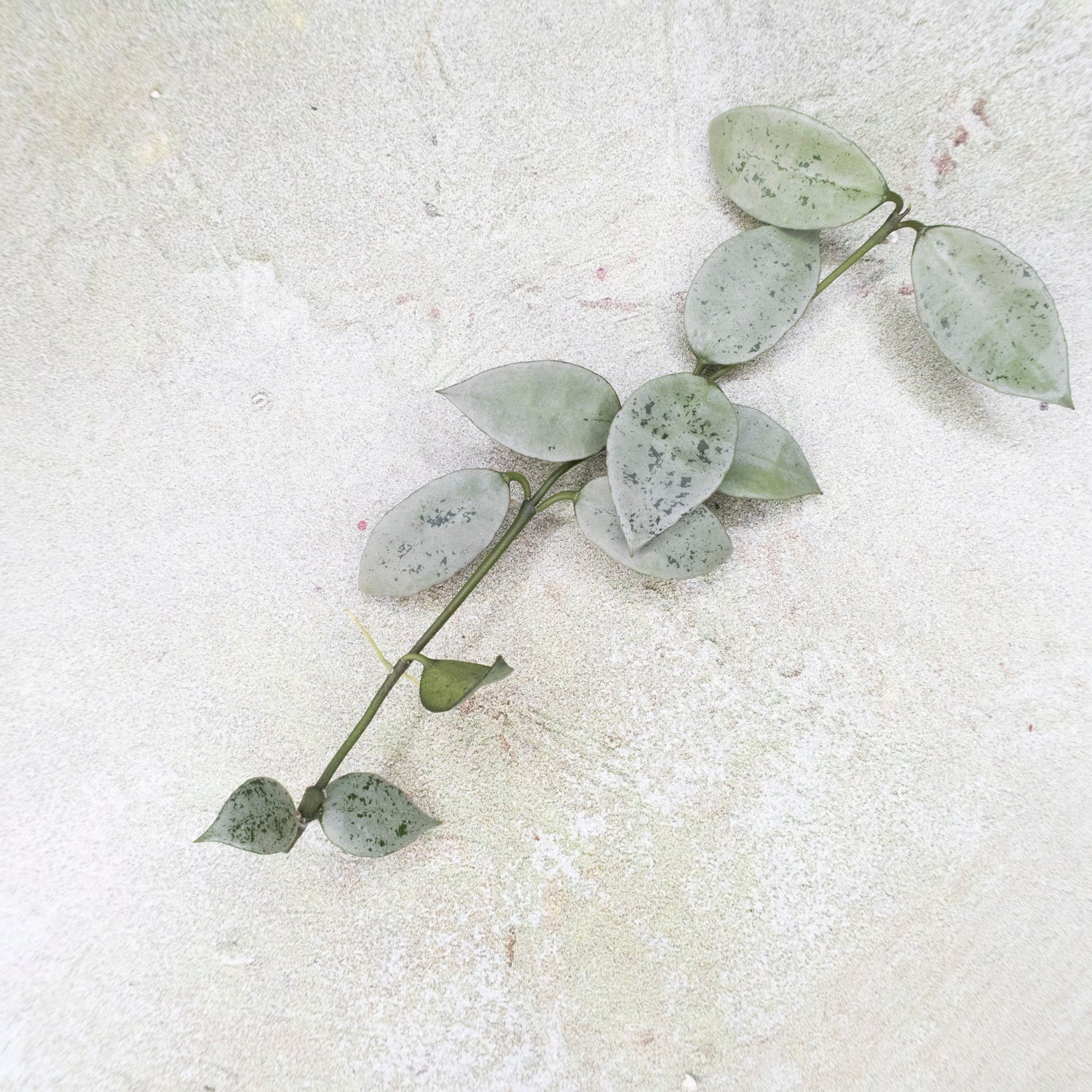 Hoya Lacunosa Moonlight