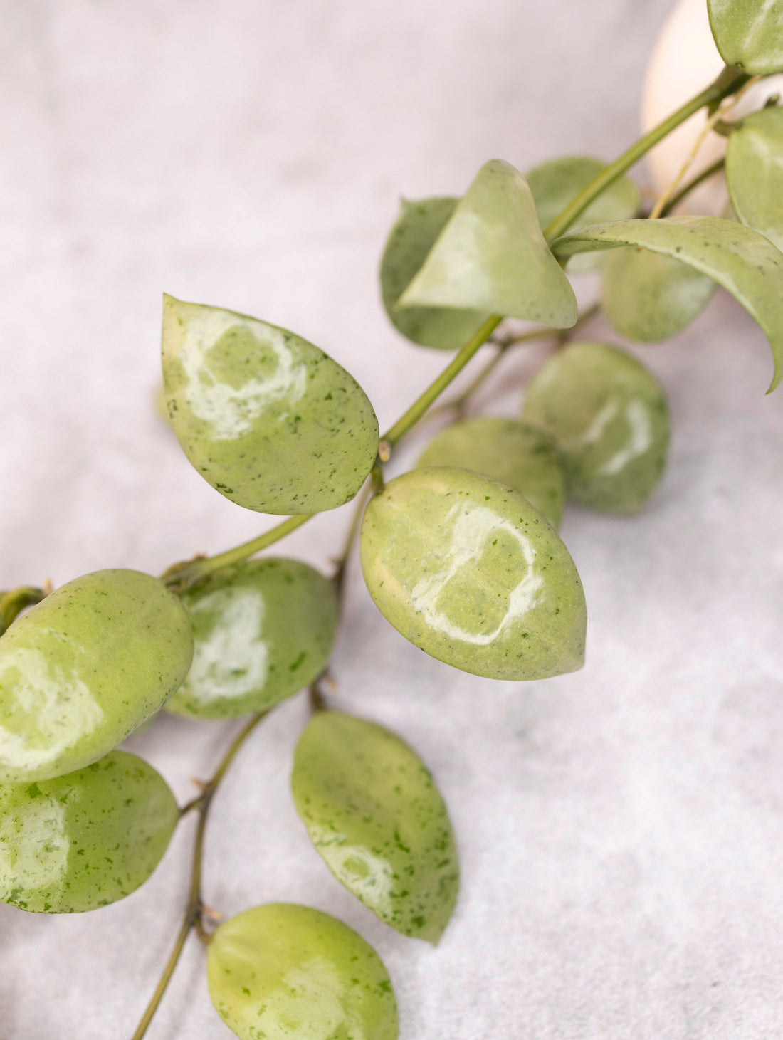 Hoya lacunosa &