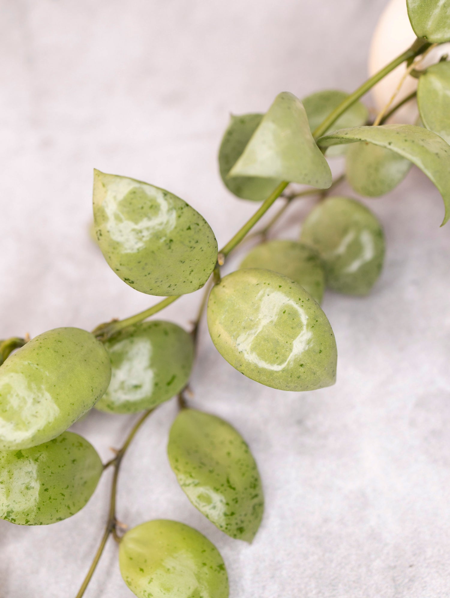 Hoya lacunosa &