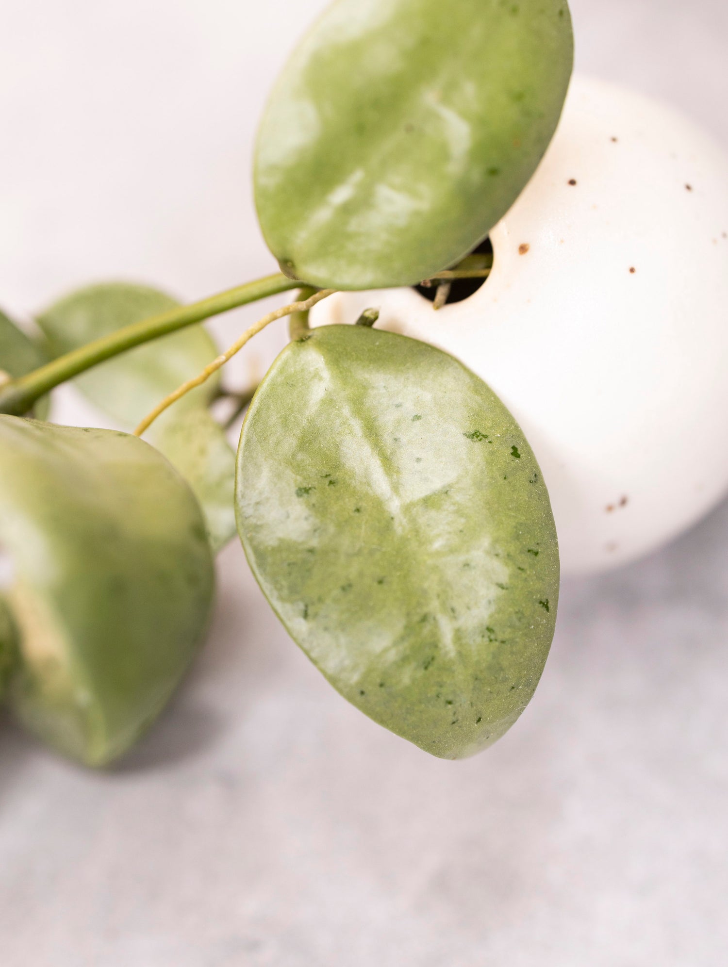 Hoya lacunosa &