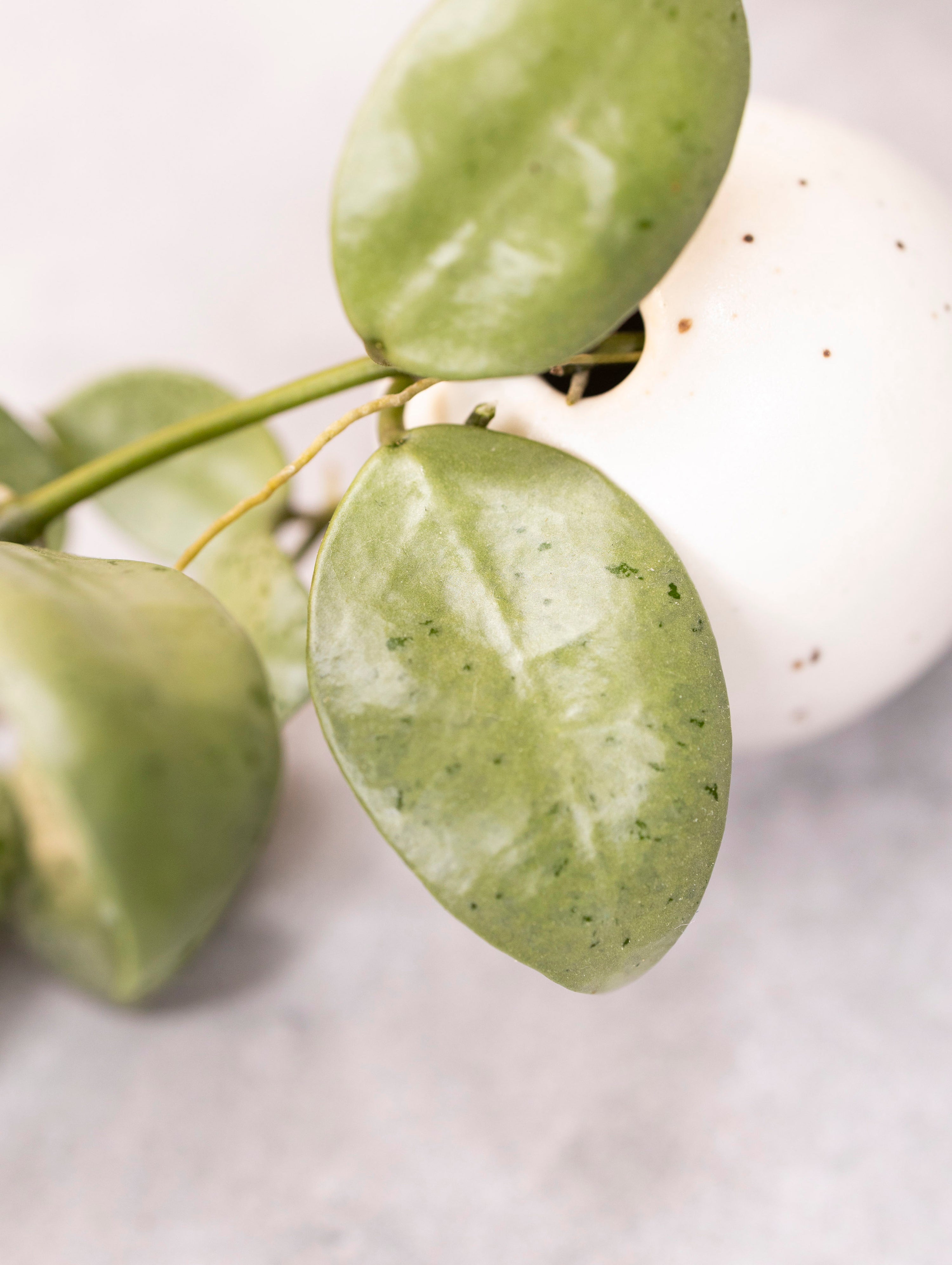 Hoya lacunosa &