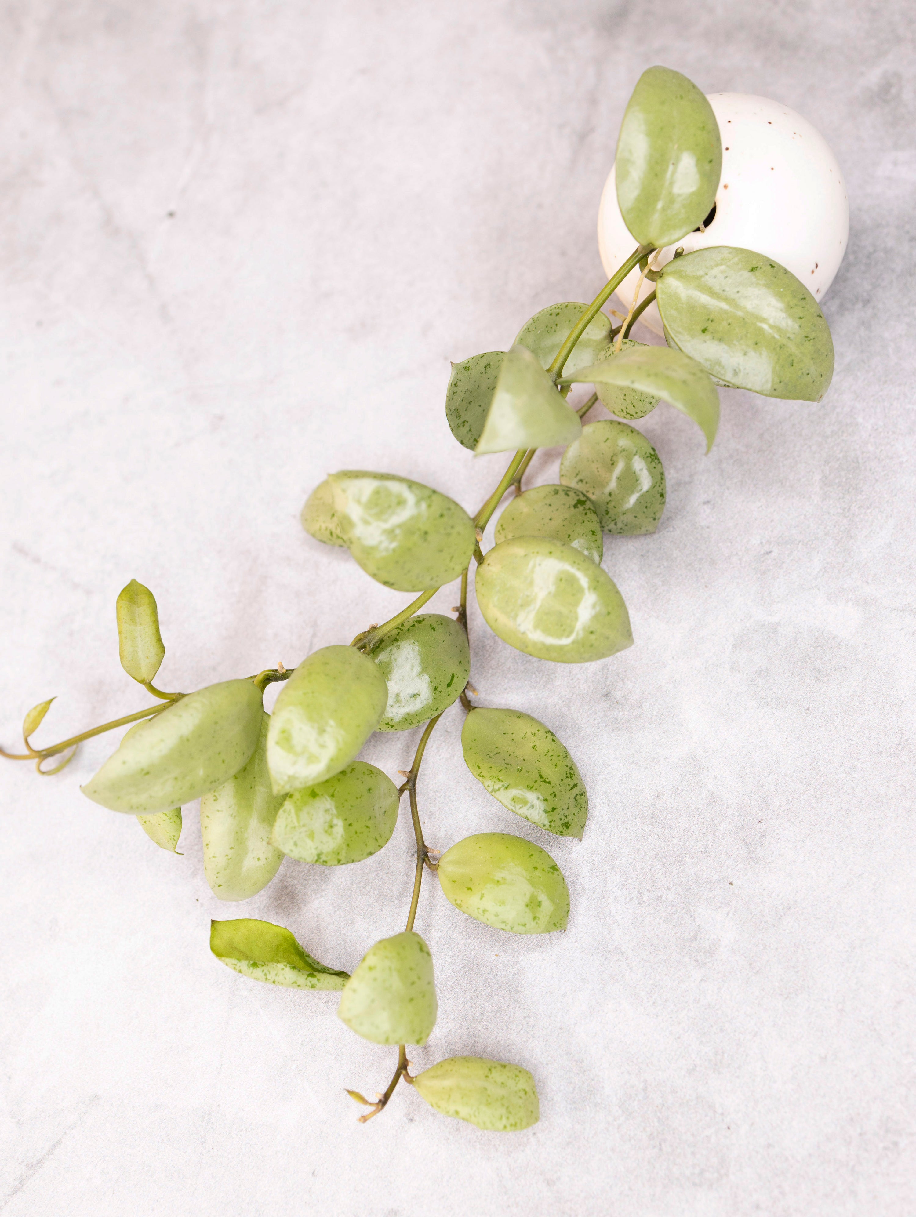 Green leafy branch of Hoya on a light gray background