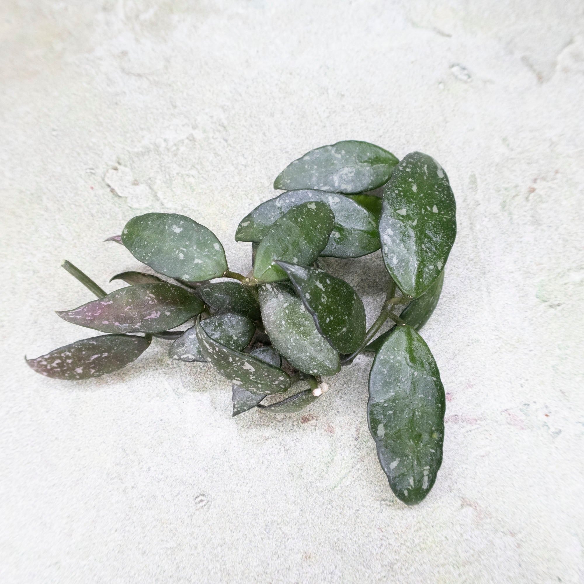 Hoya Lacunosa Perangin Durian