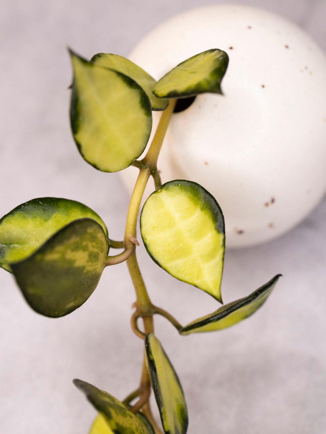 Hoya lacunosa &