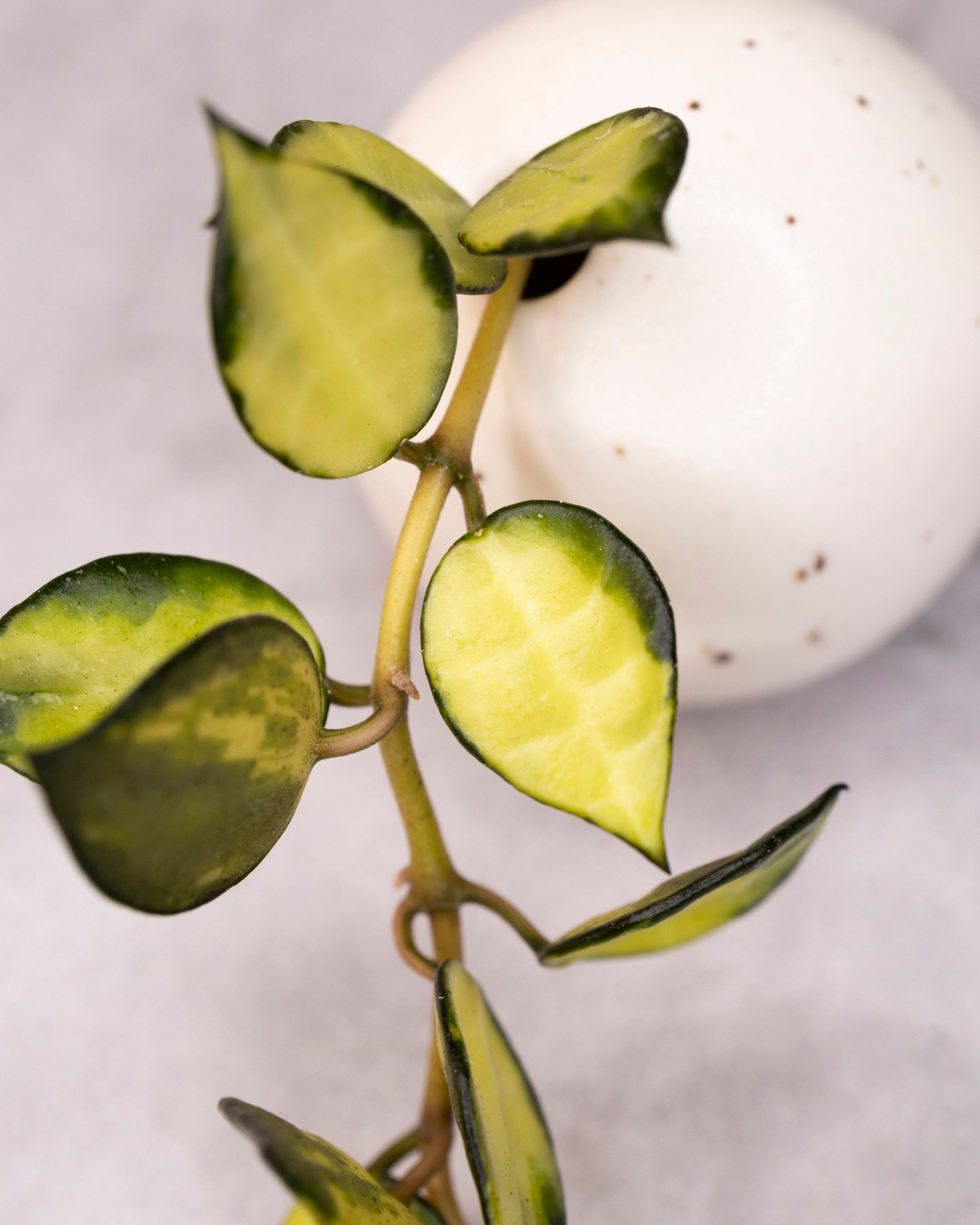 Hoya lacunosa &