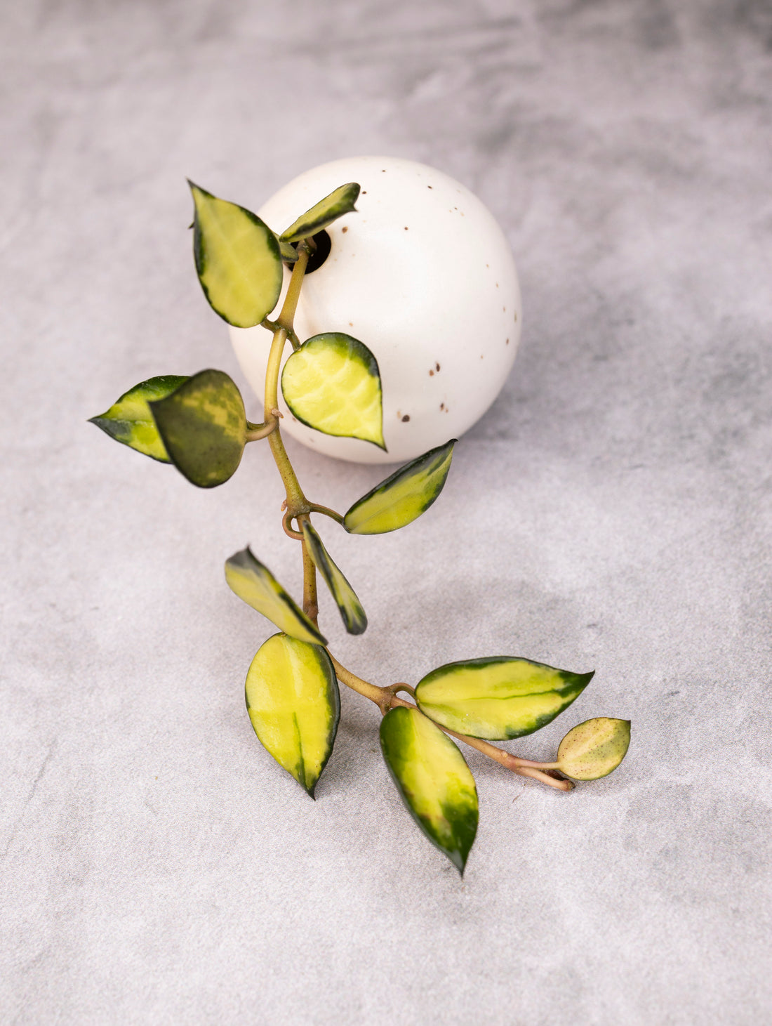 Hoya lacunosa &
