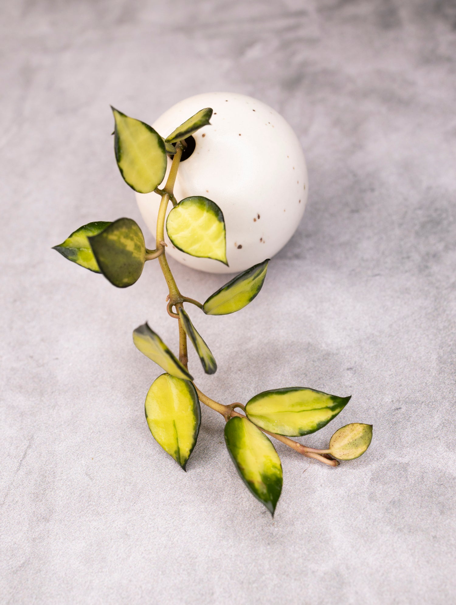 Hoya lacunosa &