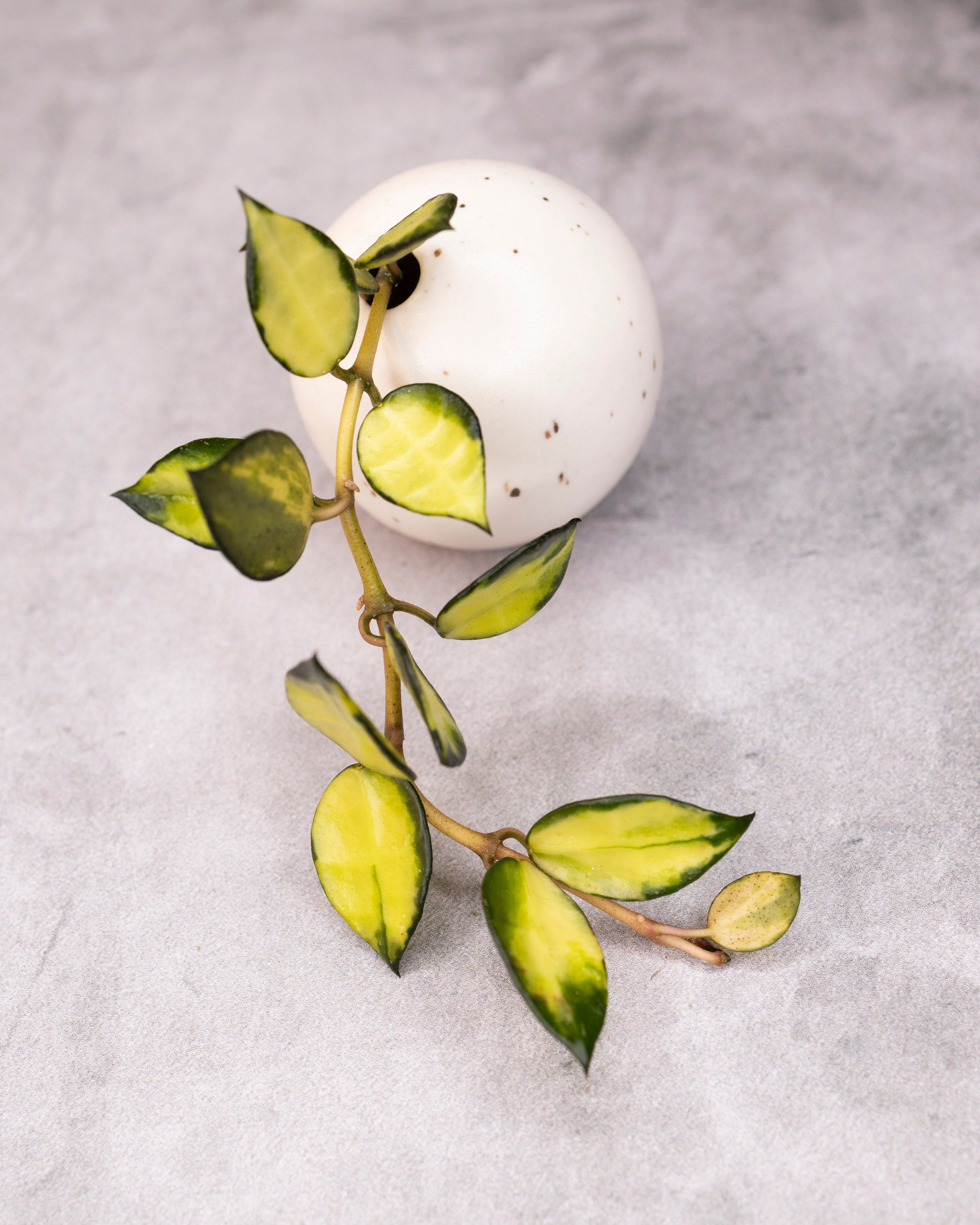 Hoya lacunosa &