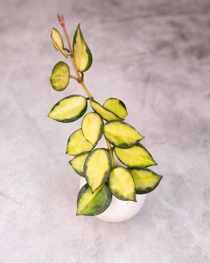 Green and yellow potted plant on a gray background
