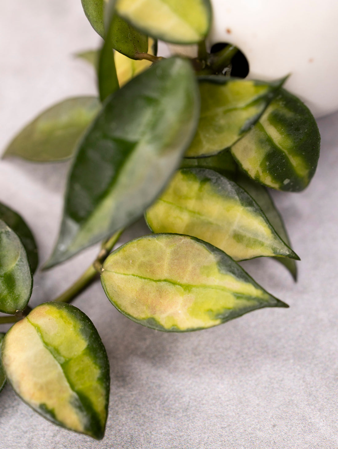 Hoya lacunosa &