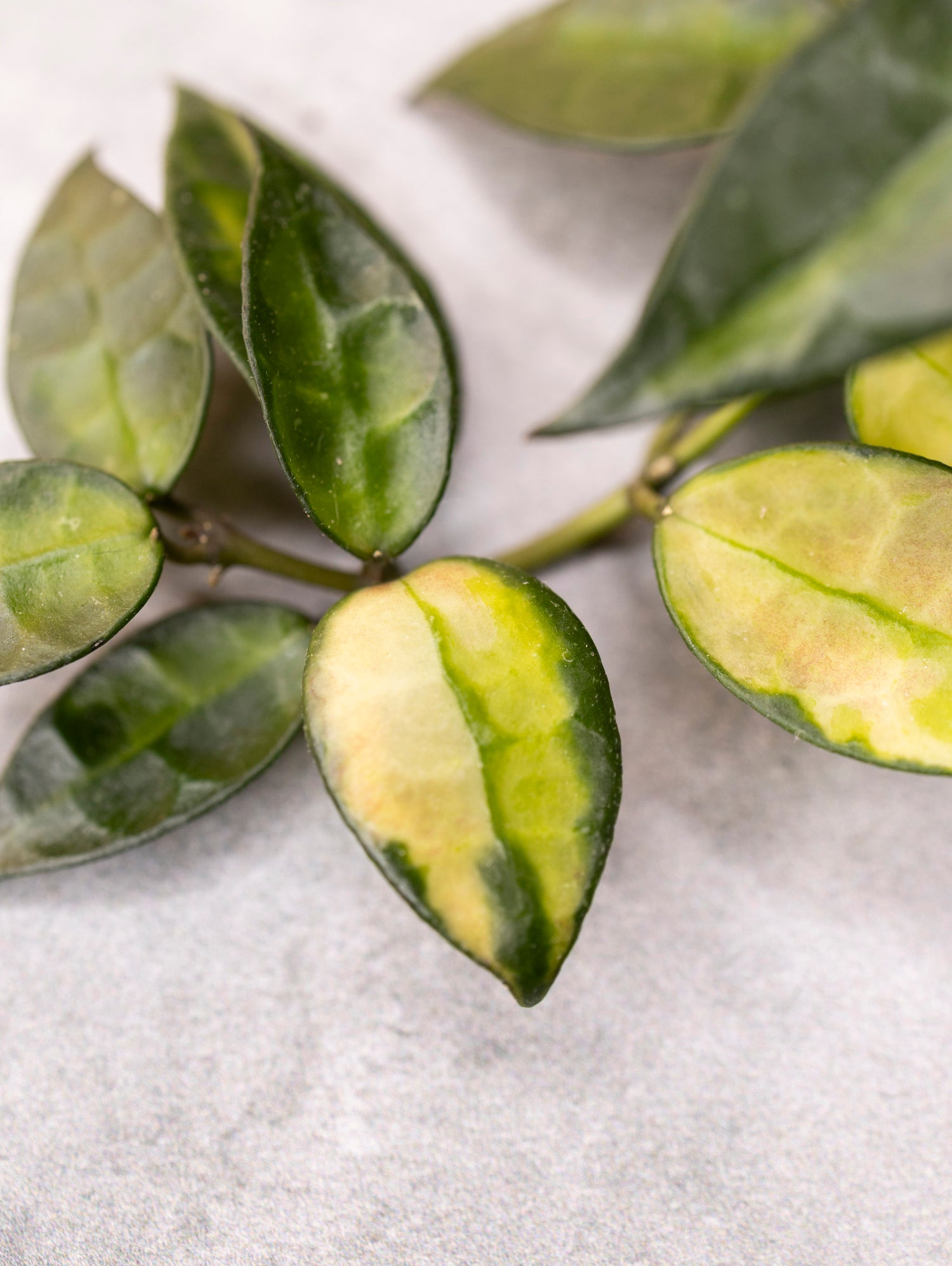 Hoya lacunosa &