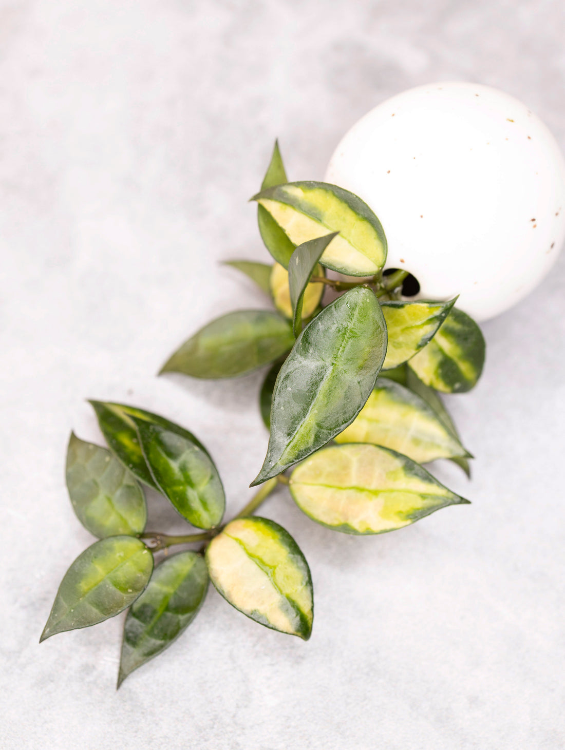 Hoya lacunosa &