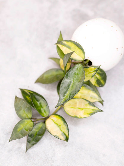 Hoya lacunosa &