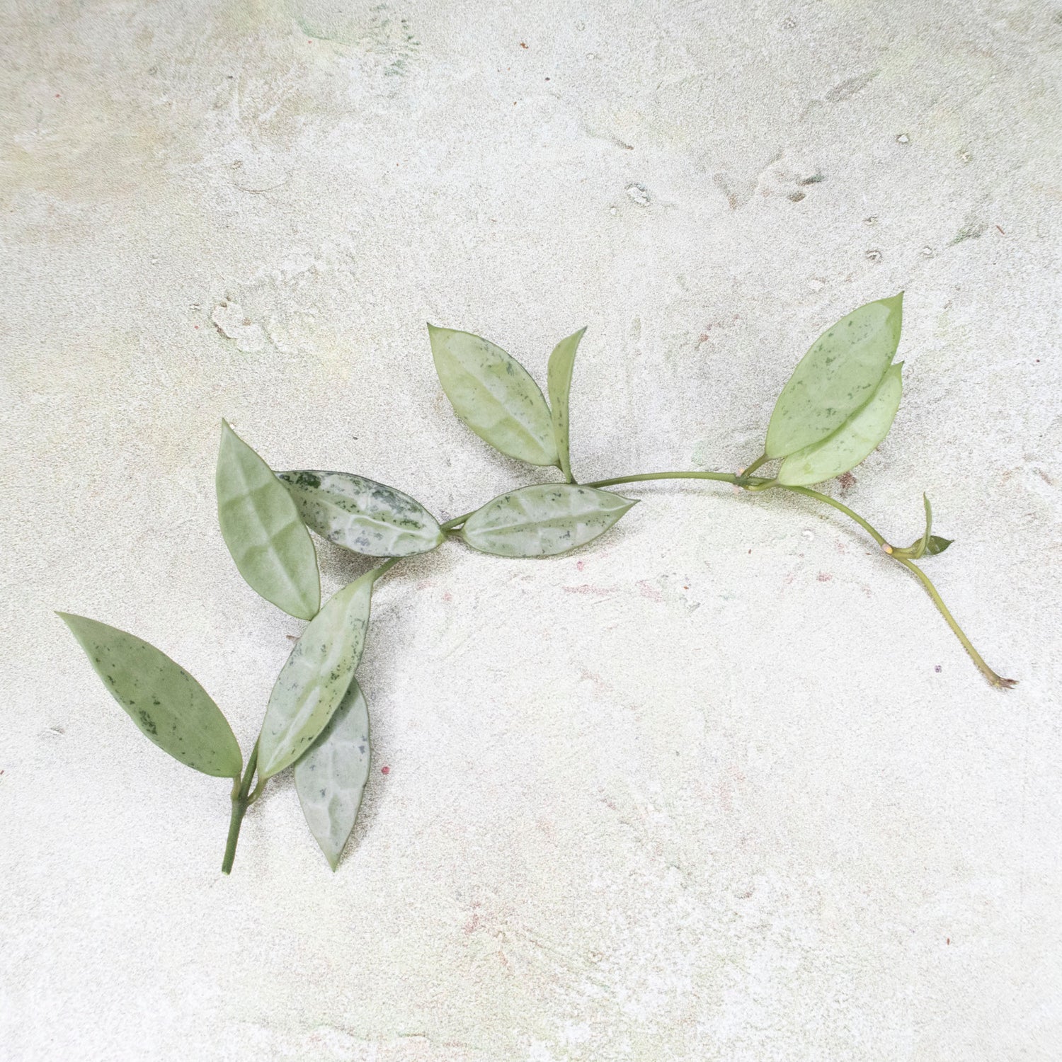 Hoya Lacunosa Silver Long Leaves