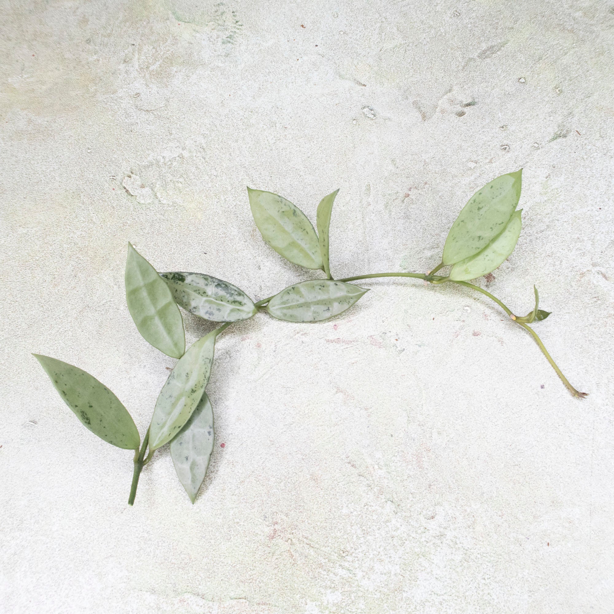 Hoya Lacunosa Silver Long Leaves