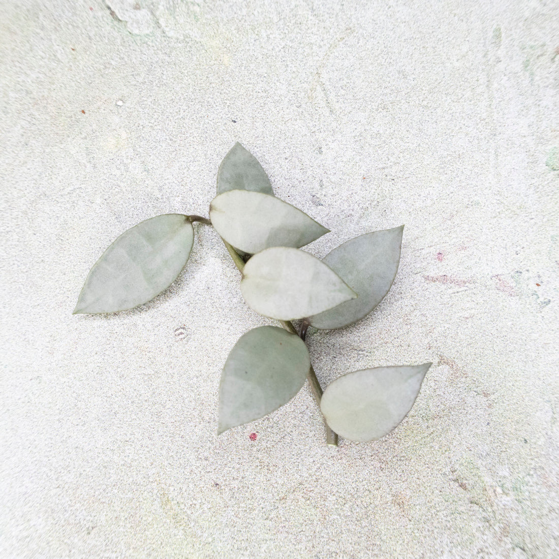 Hoya Lacunosa Silver Snow