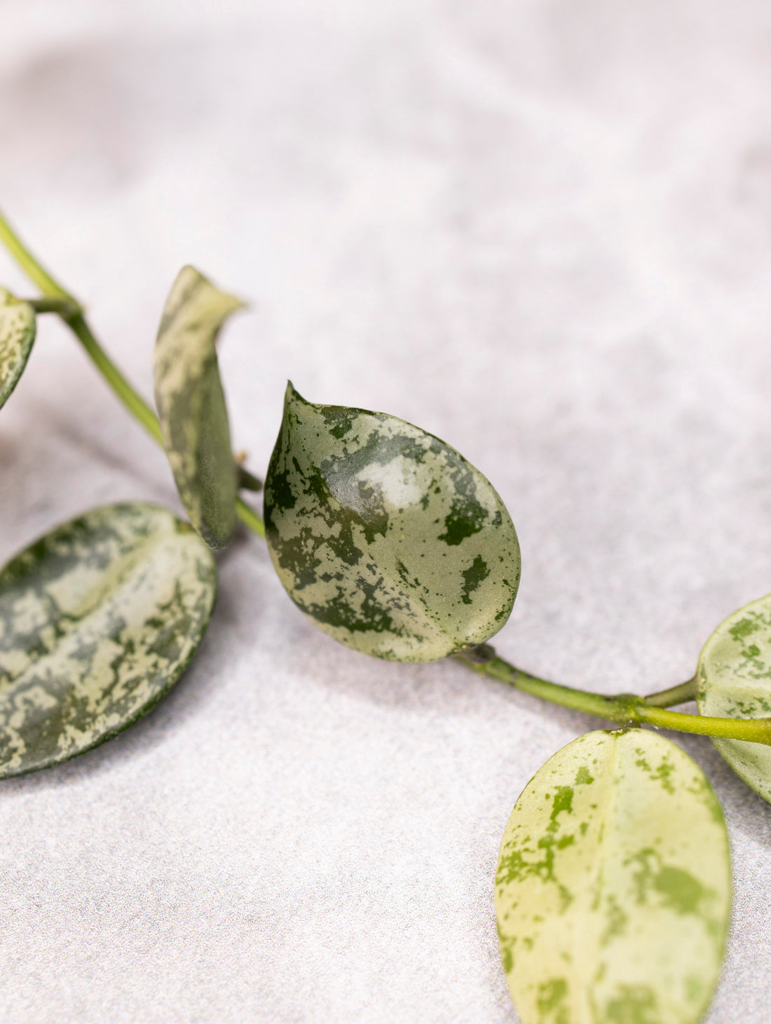 Hoya lacunosa &
