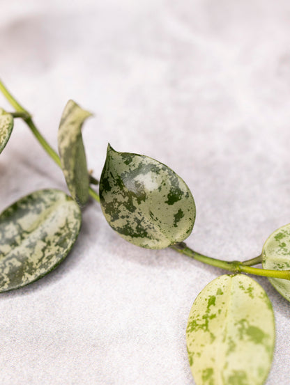 Hoya lacunosa &