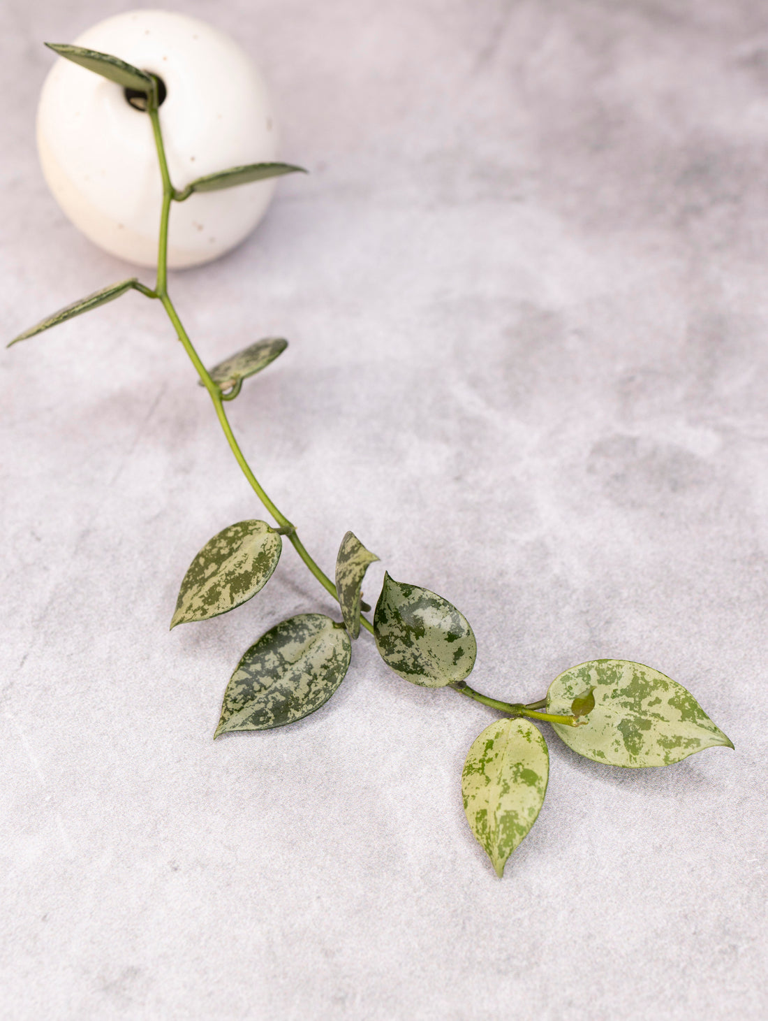 Hoya lacunosa &
