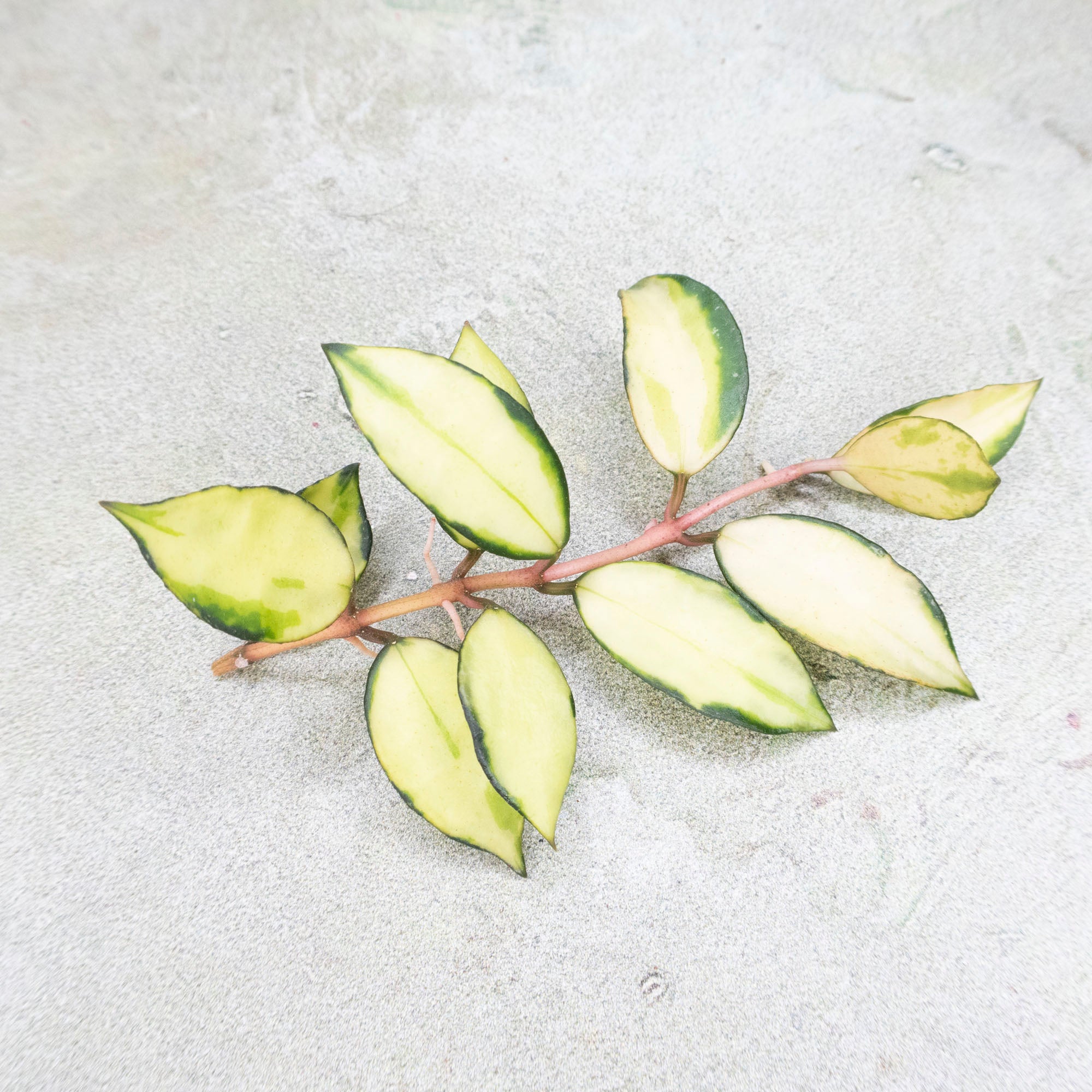 Hoya Lacunosa Souma