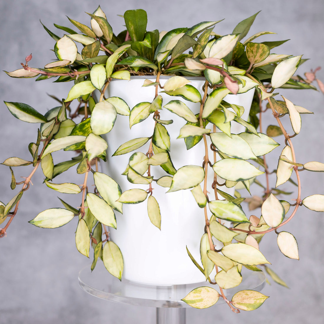 Hoya lacunosa Souma in a white pot