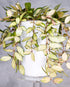 Hoya lacunosa Souma in a white pot