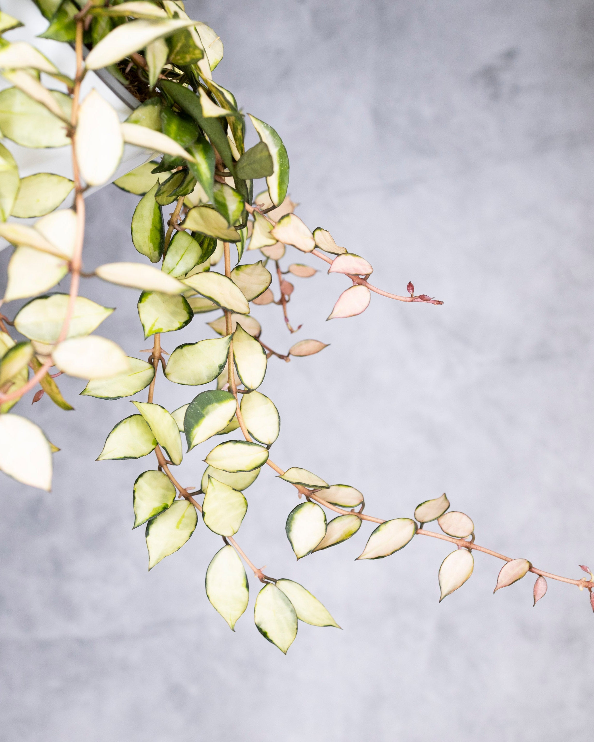 Hoya lacunosa Souma in a white pot