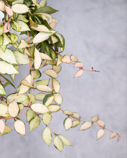Hand holding a branch of green and white leaves against a gray background, Hoya lacunosa Souma in a white pot