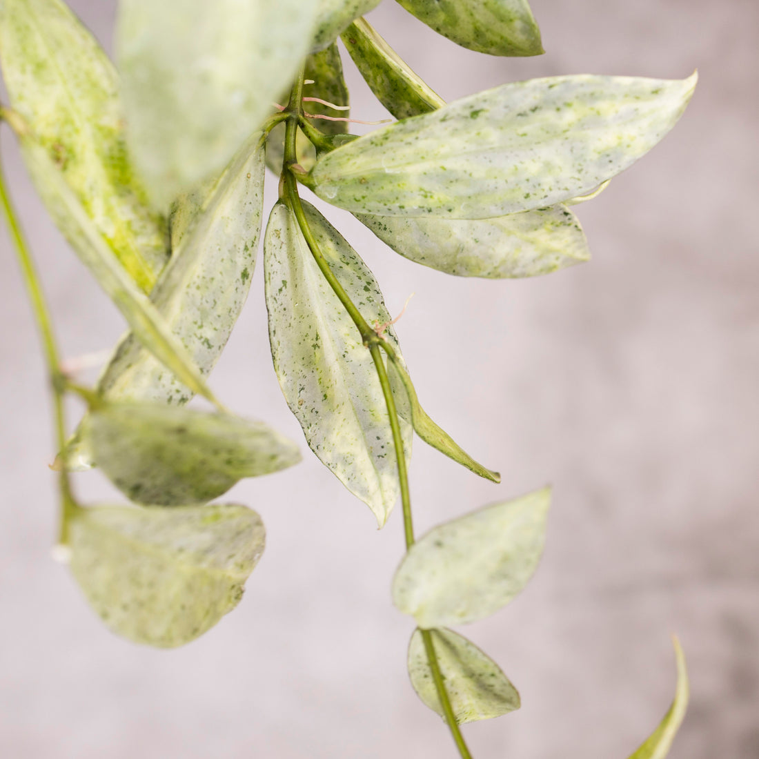 Hoya lacunosa &