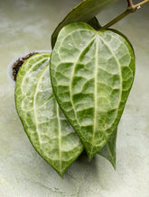 Hoya Latifolia