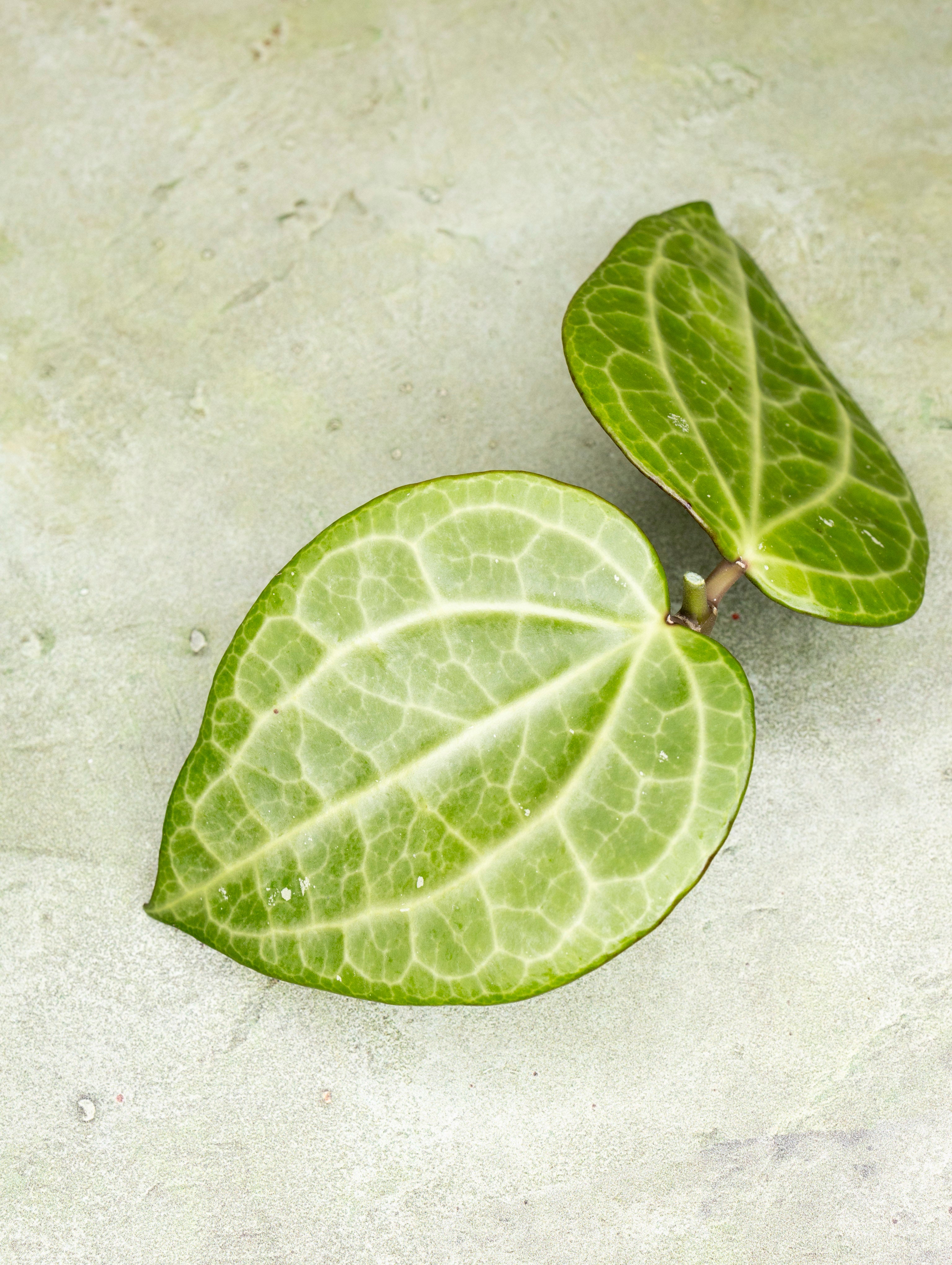 Hoya Latifolia