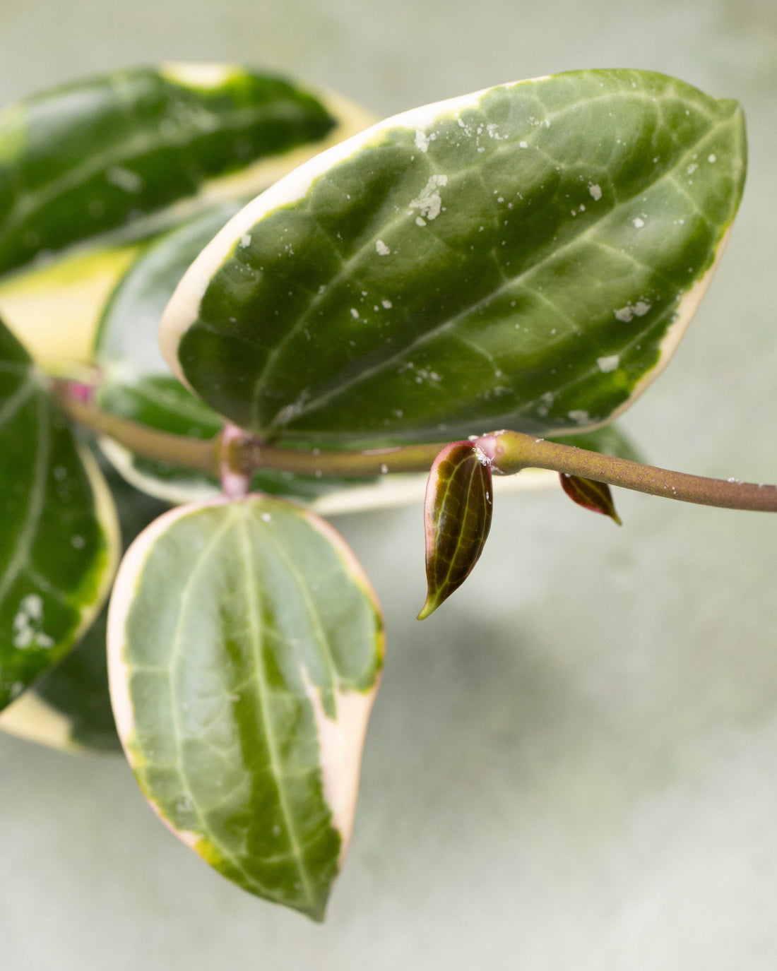 Hoya Latifolia Albomarginata