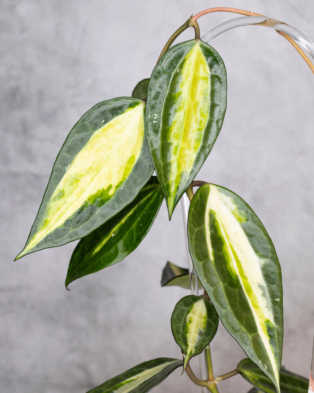 Trellised plant with green and yellow leaves against a gray background, Hoya Latifolia Pot of Gold