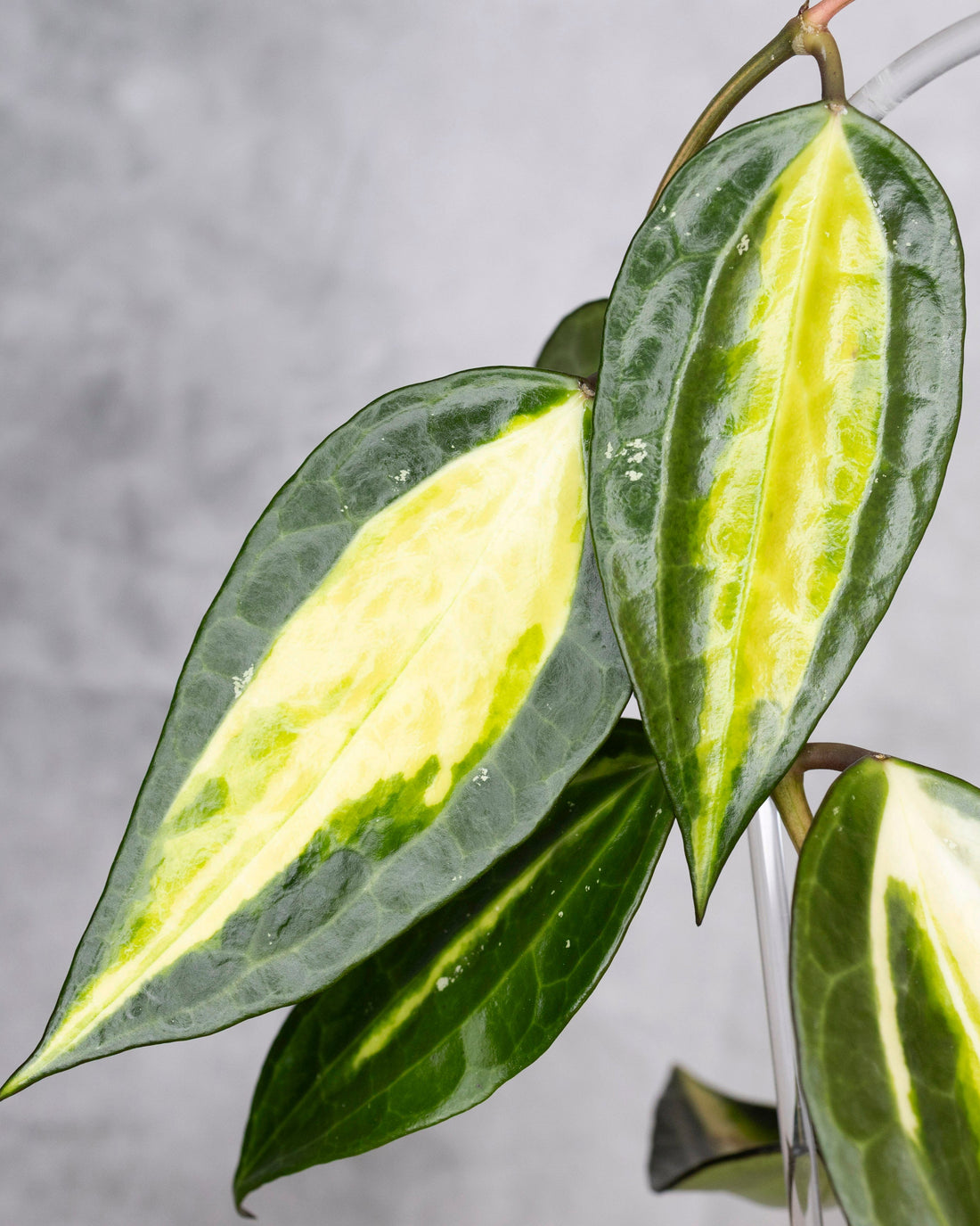 Close-up of a green and yellow leafed plant against a gray background, Hoya Latifolia Pot of Gold