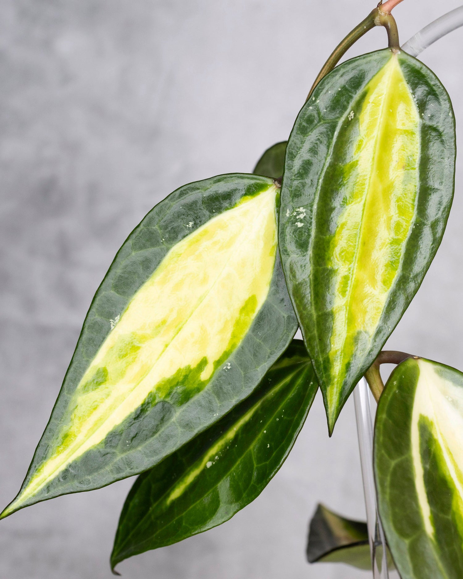 Close-up of a green and yellow leafed plant against a gray background, Hoya Latifolia Pot of Gold